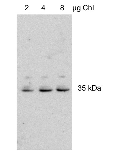 Western blot using anti-At2g21960 antibodies